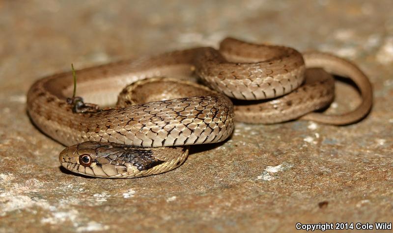 Wandering Gartersnake (Thamnophis elegans vagrans)