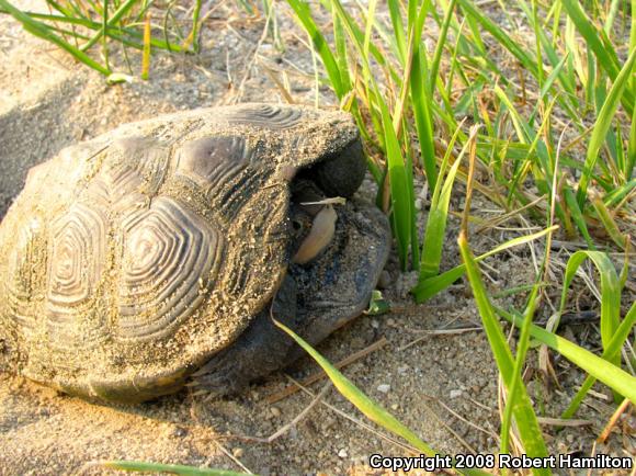 Northern Diamond-backed Terrapin (Malaclemys terrapin terrapin)