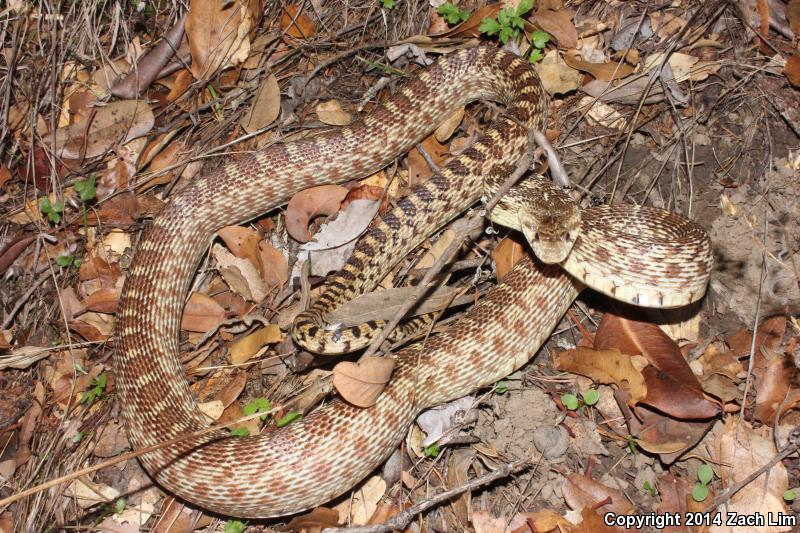 Pacific Gopher Snake (Pituophis catenifer catenifer)