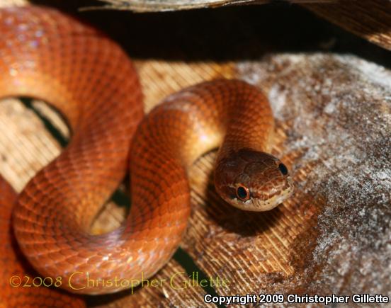 Pine Woods Littersnake (Rhadinaea flavilata)