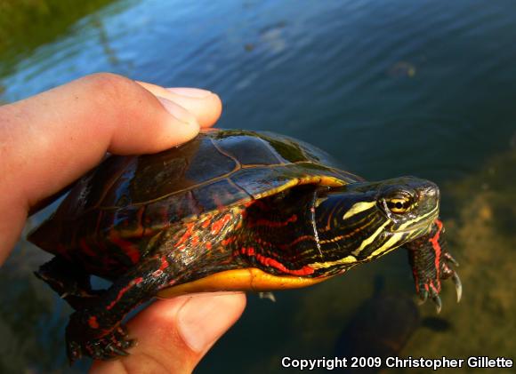 Eastern Painted Turtle (Chrysemys picta picta)