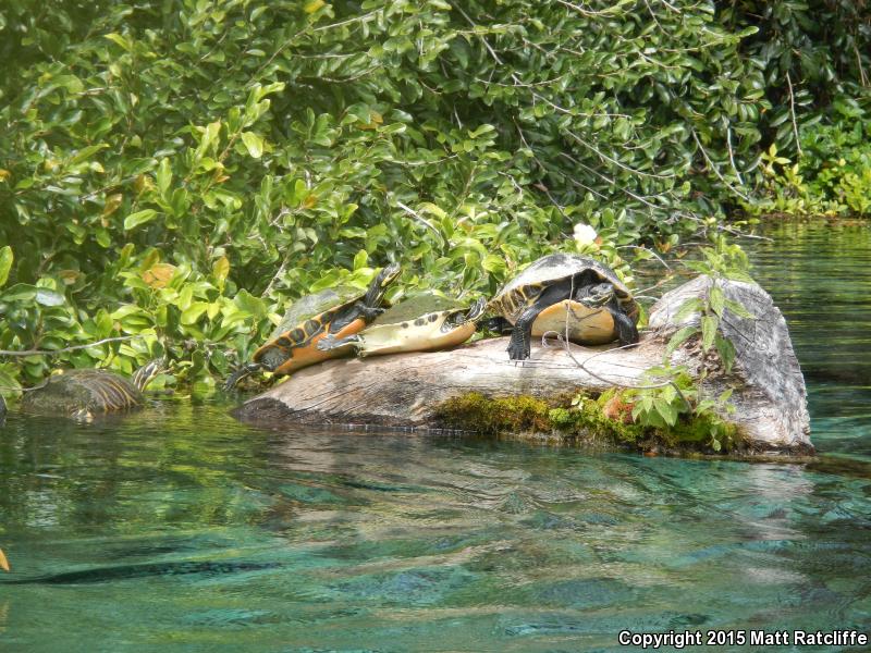 Peninsula Cooter (Pseudemys peninsularis)