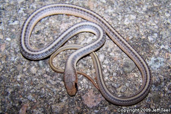 Mojave Patch-nosed Snake (Salvadora hexalepis mojavensis)