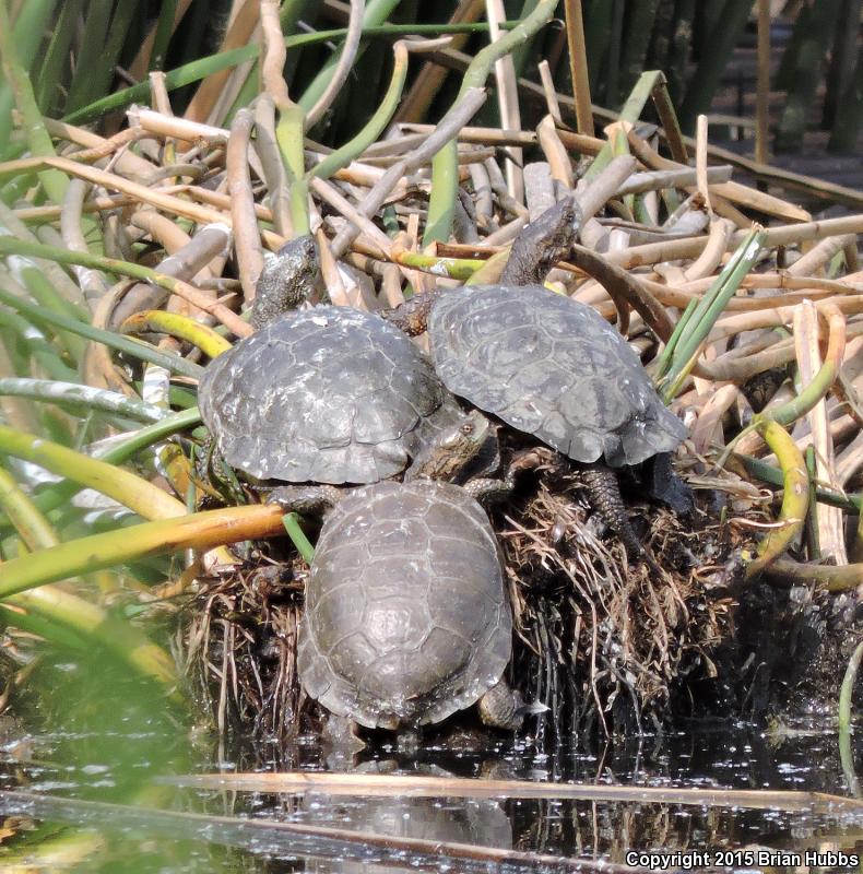 Western Pond Turtle (Actinemys marmorata)