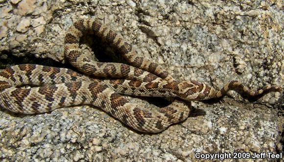 Baja California Lyresnake (Trimorphodon biscutatus lyrophanes)