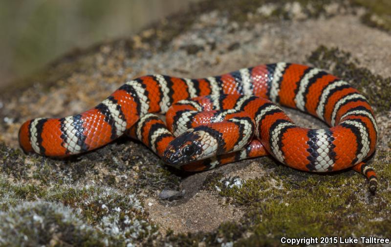 Coast Mountain Kingsnake (Lampropeltis zonata multifasciata)