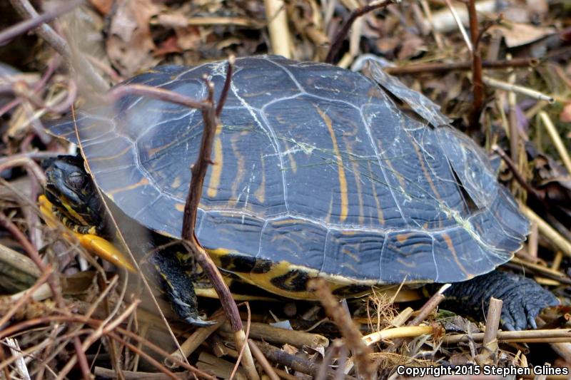 Yellow-bellied Slider (Trachemys scripta scripta)