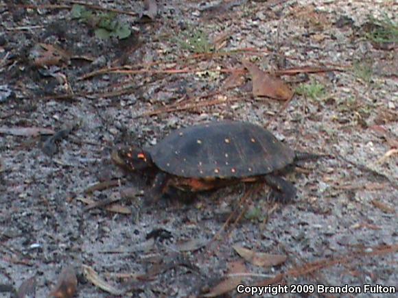 Spotted Turtle (Clemmys guttata)