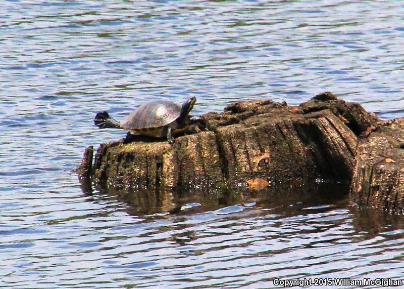 River Cooter (Pseudemys concinna)