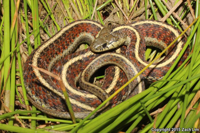 Coast Gartersnake (Thamnophis elegans terrestris)