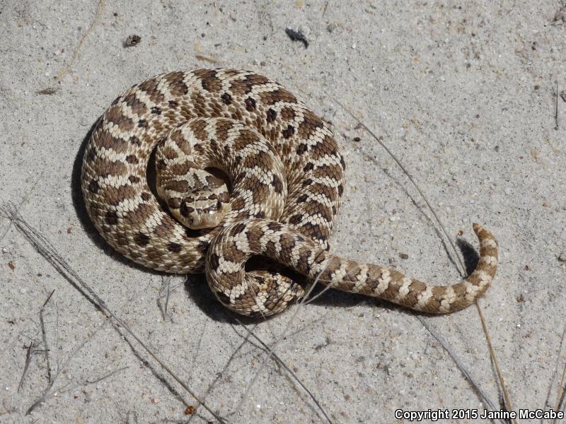 Mexican Hog-nosed Snake (Heterodon kennerlyi)