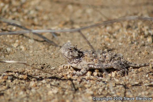 Blainville's Horned Lizard (Phrynosoma blainvillii)