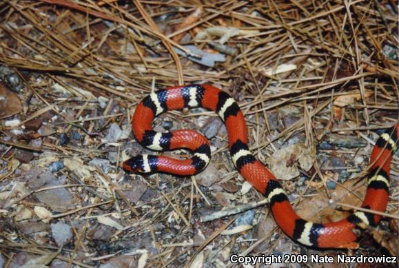 Scarlet Kingsnake (lampropeltis Triangulum Elapsoides)