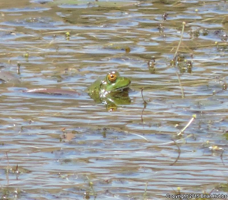 American Bullfrog (Lithobates catesbeianus)