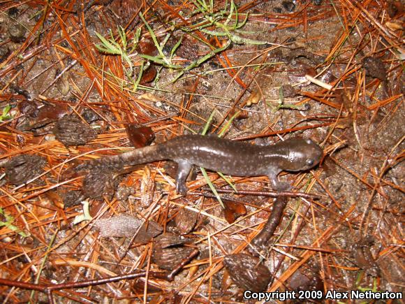 Mole Salamander (Ambystoma talpoideum)