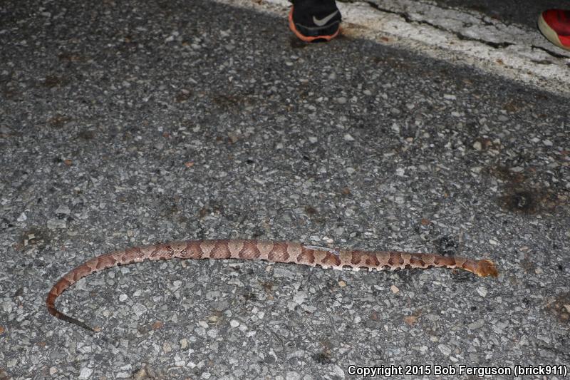 Northern Copperhead (Agkistrodon contortrix mokasen)