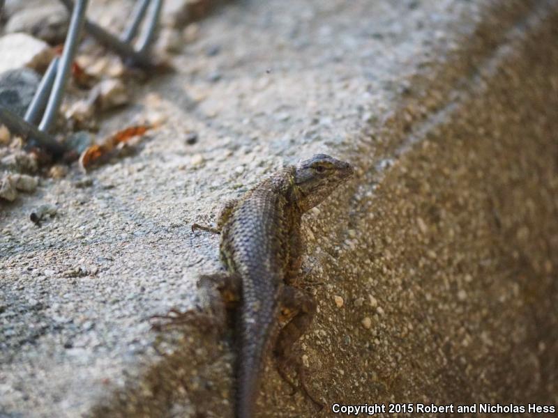 Great Basin Fence Lizard (Sceloporus occidentalis longipes)