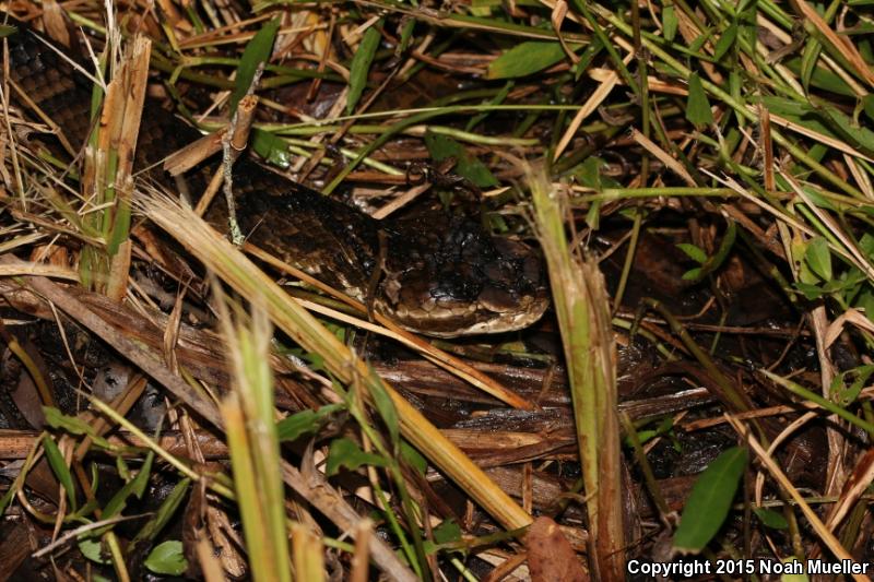 Florida Cottonmouth (Agkistrodon piscivorus conanti)