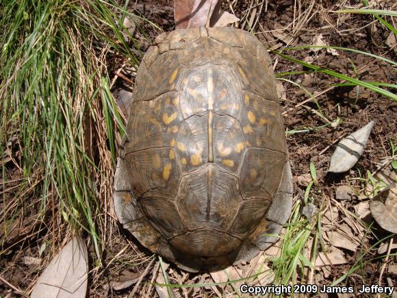 Eastern Box Turtle (Terrapene carolina)