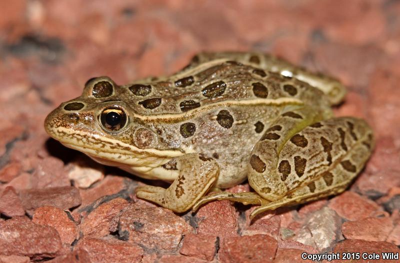 Northern Leopard Frog (Lithobates pipiens)