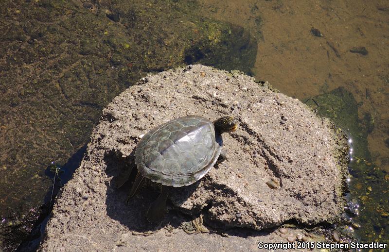 Northern Map Turtle (Graptemys geographica)