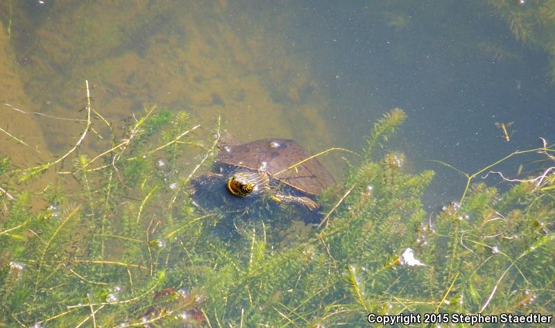 Northern Map Turtle (Graptemys geographica)