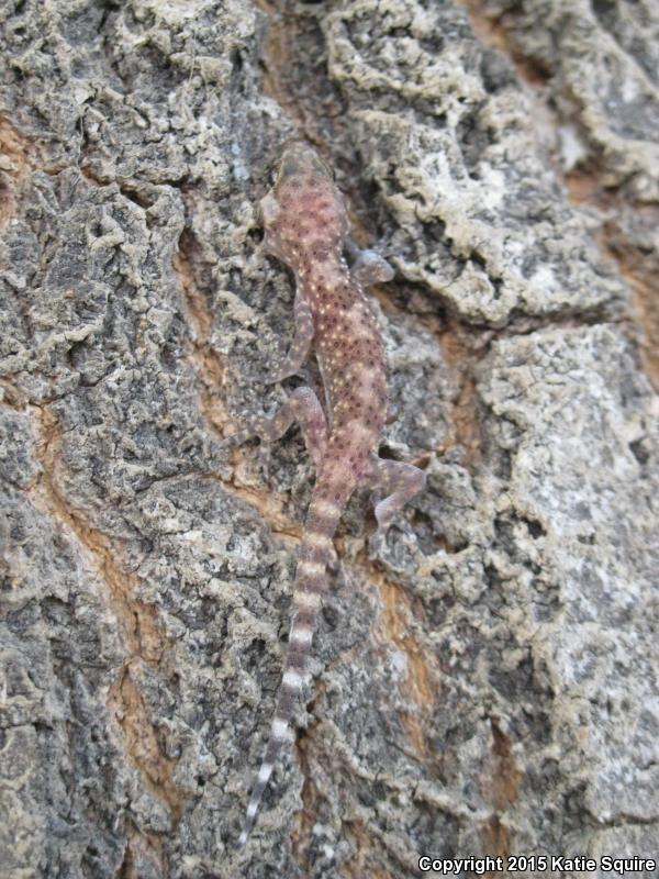 Turkish House Gecko (Hemidactylus turcicus turcicus)