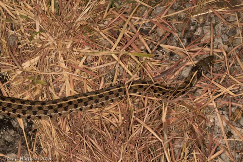 Checkered Gartersnake (Thamnophis marcianus marcianus)