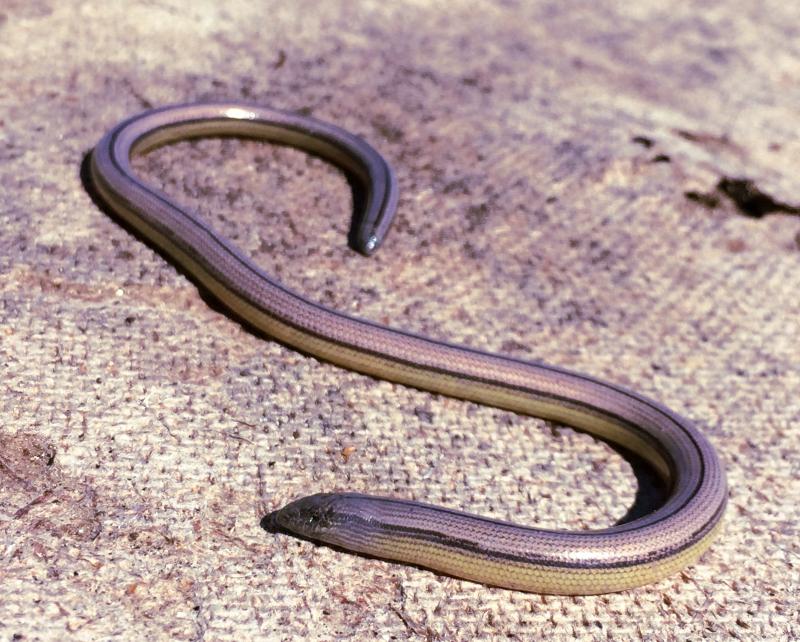 California Legless Lizard (Anniella pulchra)