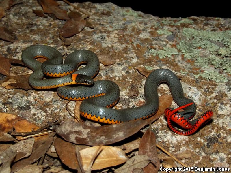 Regal Ring-necked Snake (Diadophis punctatus regalis)