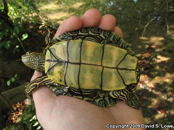 Mississippi Map Turtle (Graptemys pseudogeographica kohnii)