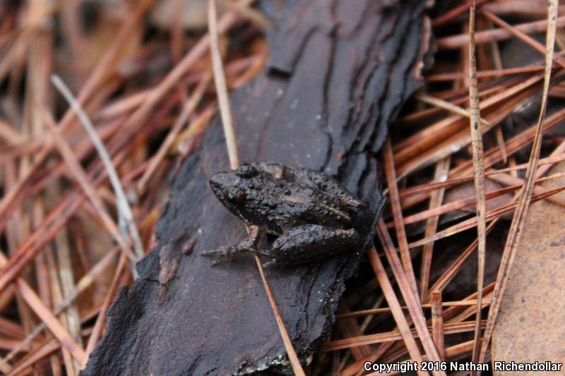 Southern Cricket Frog (Acris gryllus)