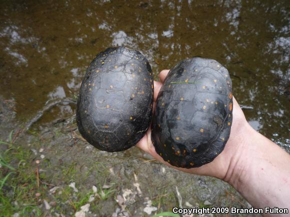 Spotted Turtle (Clemmys guttata)