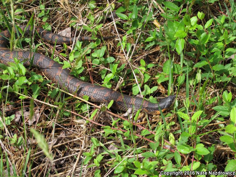 Eastern Hog-nosed Snake (Heterodon platirhinos)