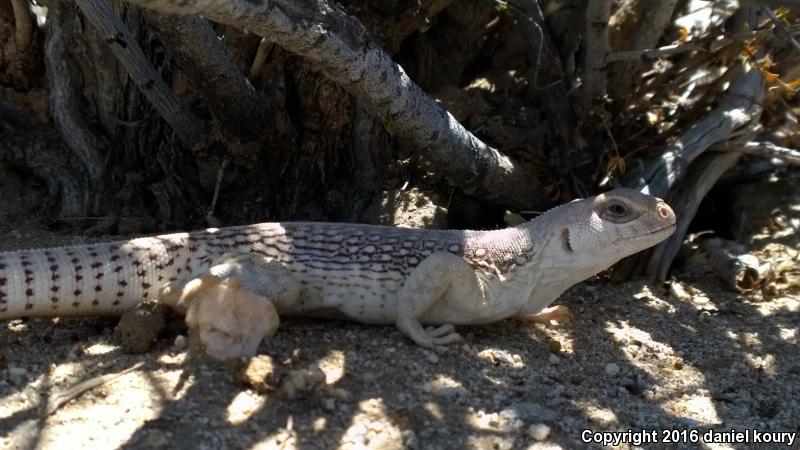 Northern Desert Iguana (Dipsosaurus dorsalis dorsalis)