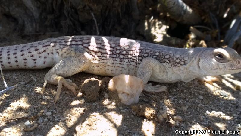 Northern Desert Iguana (Dipsosaurus dorsalis dorsalis)