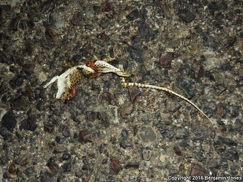 Longnose Leopard Lizard (Gambelia wislizenii)