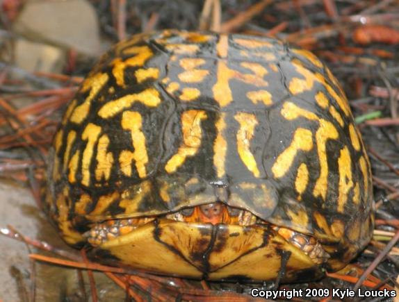 Eastern Box Turtle (Terrapene carolina carolina)