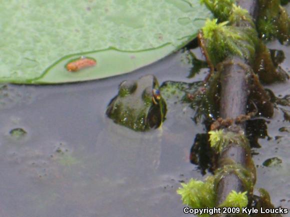 Northern Green Frog (Lithobates clamitans melanota)