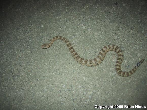 Southwestern Speckled Rattlesnake (Crotalus mitchellii pyrrhus)