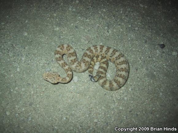 Southwestern Speckled Rattlesnake (Crotalus mitchellii pyrrhus)