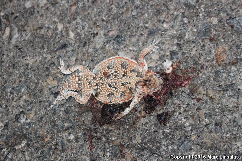 Southern Desert Horned Lizard (Phrynosoma platyrhinos calidiarum)