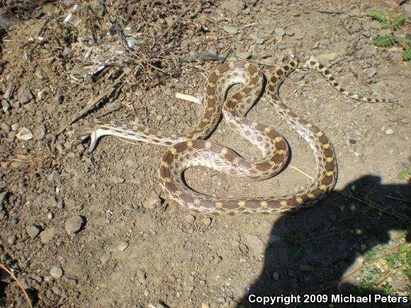 Pacific Gopher Snake (Pituophis catenifer catenifer)