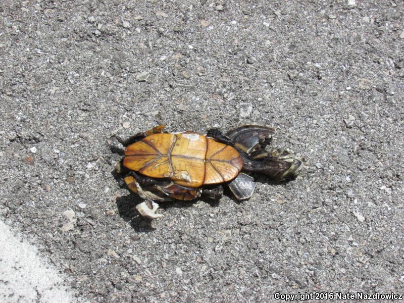 Striped Mud Turtle (Kinosternon baurii)