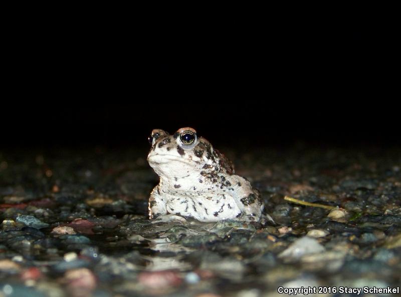 Southern California Toad (Anaxyrus boreas halophilus)