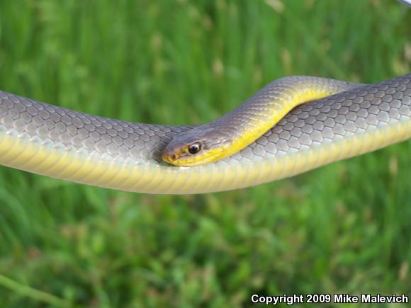 Eastern Yellow-bellied Racer (Coluber constrictor flaviventris)