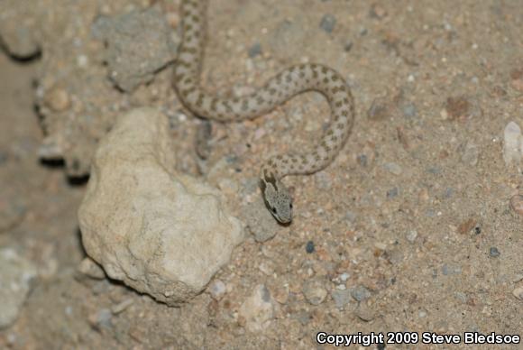 Desert Nightsnake (Hypsiglena chlorophaea deserticola)