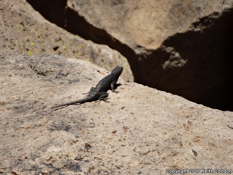 Great Basin Fence Lizard (Sceloporus occidentalis longipes)