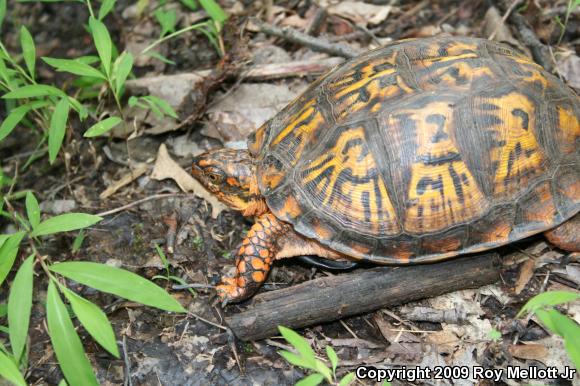 Eastern Box Turtle (Terrapene carolina carolina)