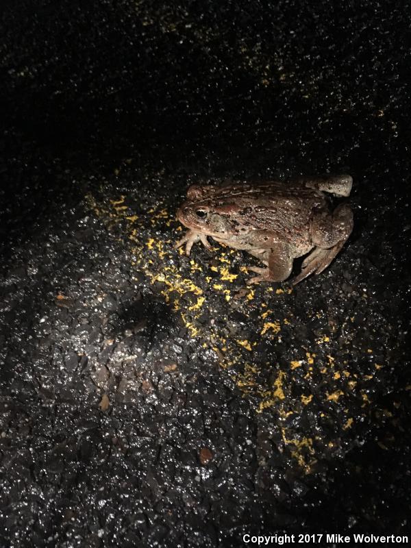 Boreal Toad (Anaxyrus boreas boreas)